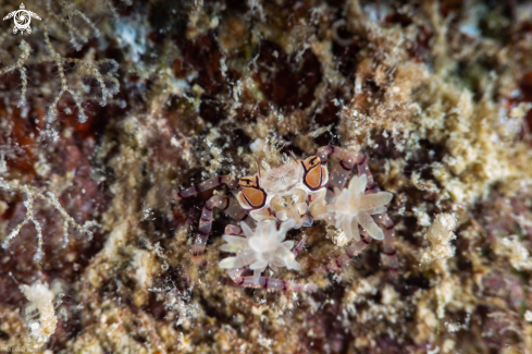 A Lybia tessellata | Boxer crab