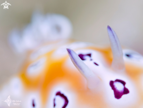 Goniobranchus Nudibranch