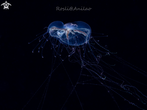 A Juvenile Jellyfish
