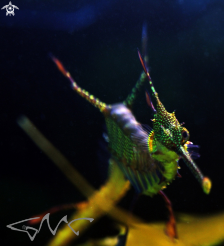 A Weedy seadragon