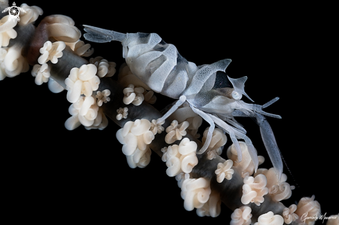 A Zanzibar Whip Coral Shrimp