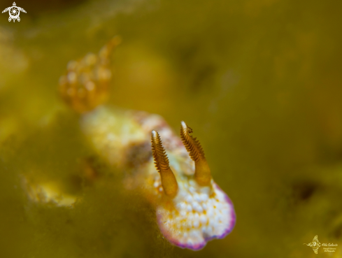 A Nudibranch