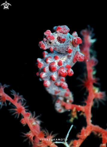 A Hippocampus Bargibanti | PygmySeahorse