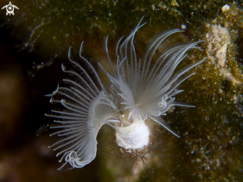 A underwater creature