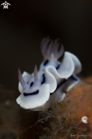 A Nudibranch 