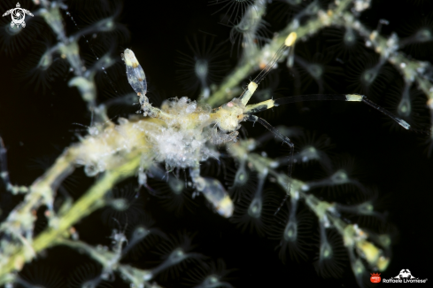 A Skeleton shrimp