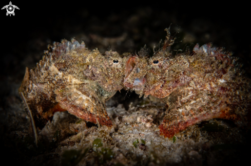 A Scorpaenopsis diabolus | False Stonefish