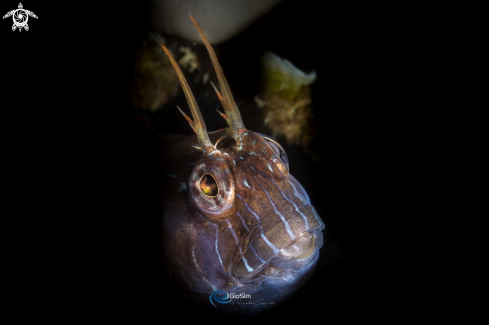 A blenny