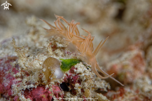 A Facelina sp. | Nudibranche