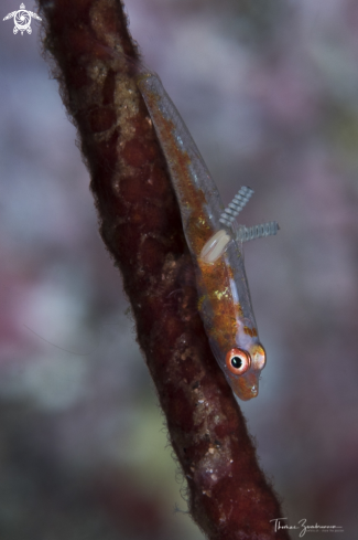A Large whip goby 