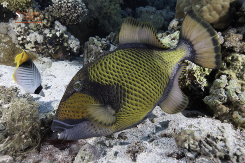 A Balistoides viridescends | TITAN TRIGGE FISH