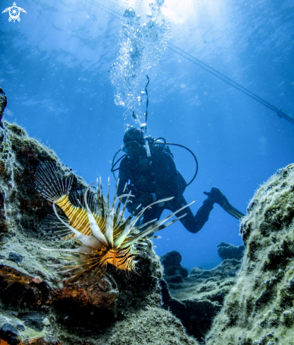 A Lionfish