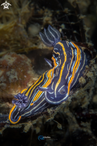 A nudi