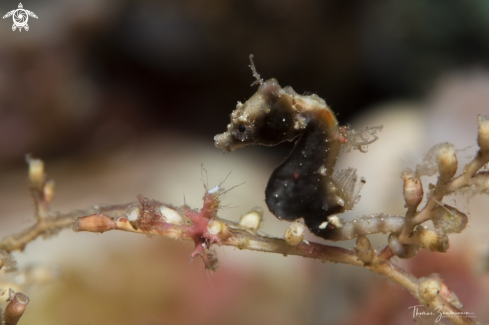 A Pygmi Seahorses Pontohi