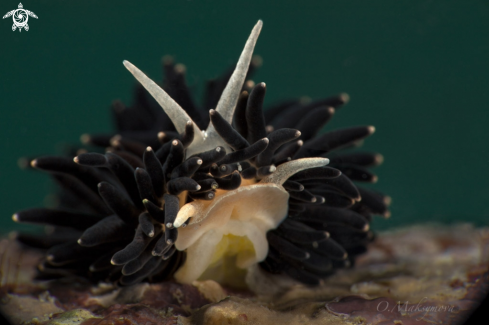 A Nudibranch Phestilla melanobrachia 