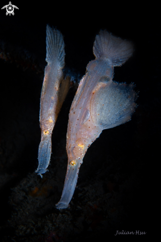 A Robust ghost pipefish