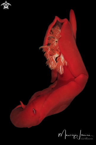 A ((Hexabranchus sanguineus) | Spanish dancer
