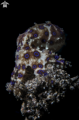 A Blue-ringed octopuses