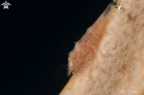 A Cryptic Sponge Shrimp