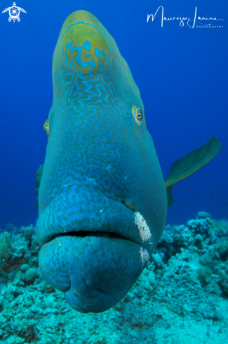 A Cheilinus undulatus | Napoleon