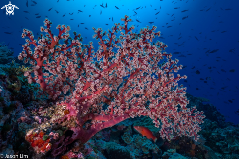 A Cherry Blossom Sea Fan