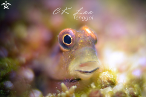 A Hi Blenny