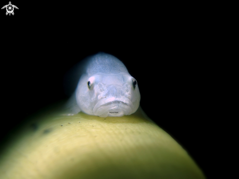 A Ghost Goby