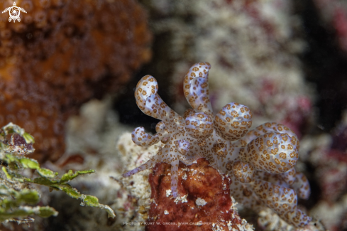 A Solar power Nudibranchs