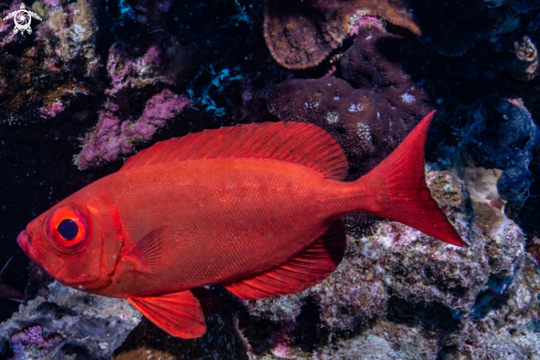 A Soldatenfisch Myripristinae