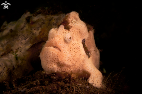 A FROGFISH