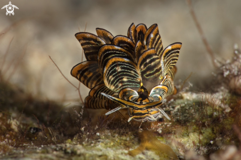 A Nudibranch Cyerce nigra