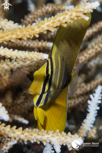 A Zebrasoma veliferum (Juvenile) | Pacific Sailfin Tang