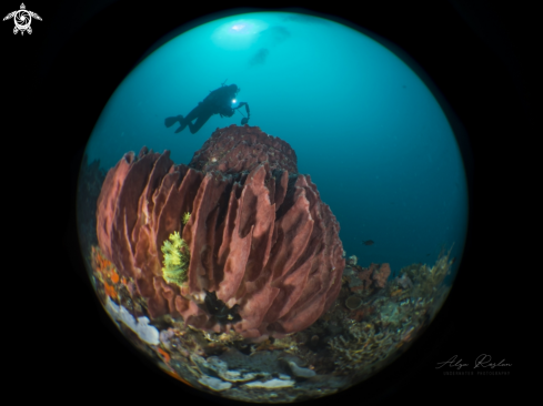 A Red coral with diver