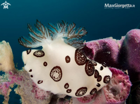 A nudibranch