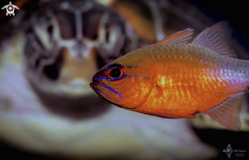 A Ringtailed Cardinal Fish - Green Turtle