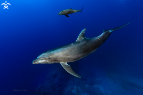 A Bottlenose Dolphin