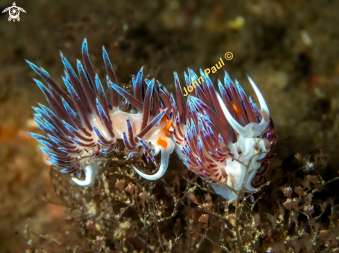 A Cratena peregrina  | HERVIA