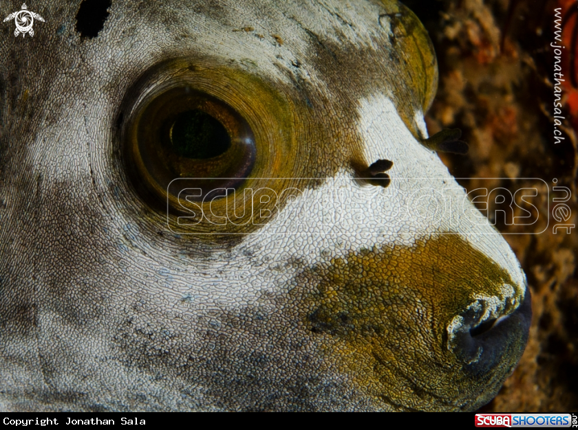 A Masked Pufferfish