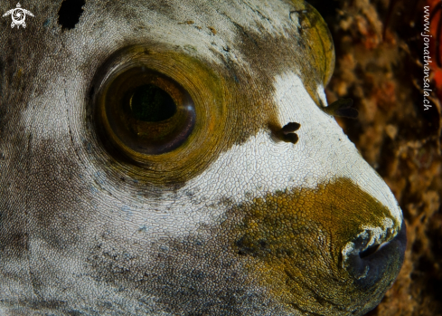 A Arothron diadematus | Masked Pufferfish