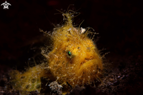 A Hairy frogfish