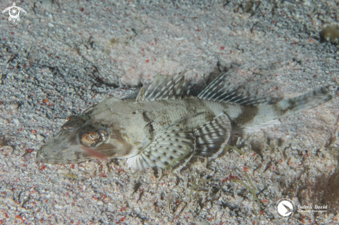 A Rogadius pristiger | Thorny Flathead