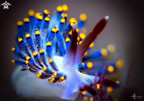 A Trinchesia Seaslug