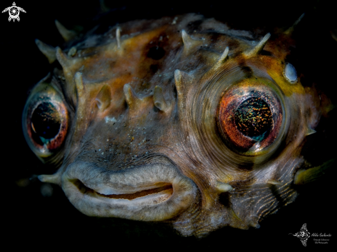 A Pufer Fish