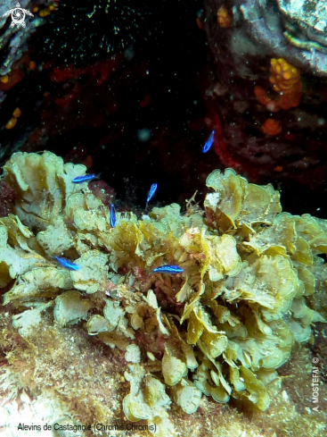 A Chromis Chromis | 