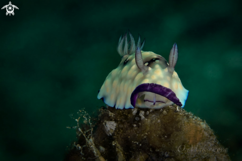 A Nudibranch Goniobranchus hintuanensis