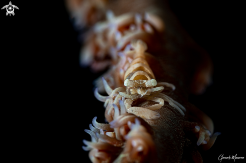 A Pontonides ankeri | Anker's Whip Coral Shrimp