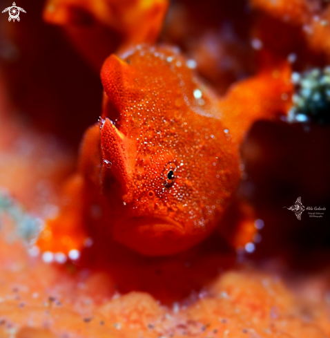 A Antennarius pictus (Shaw, 1794) | Juvenil Frogfish