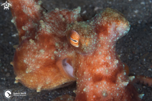 A Callistoctopus luteus | Starry Night Octopus