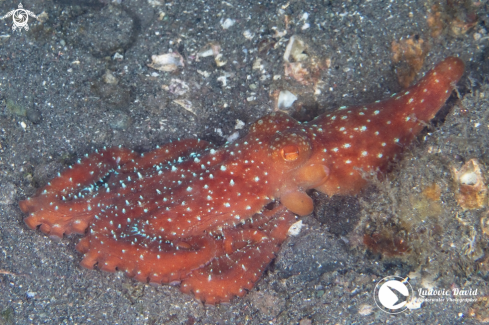 A Callistoctopus luteus | Starry Night Octopus