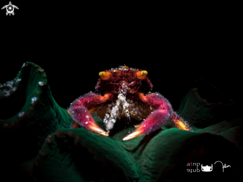 A Coral Crab